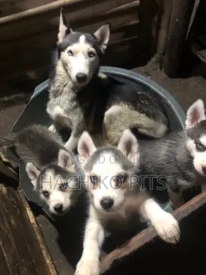 Photo - 1-3 months Male Purebred Siberian Husky