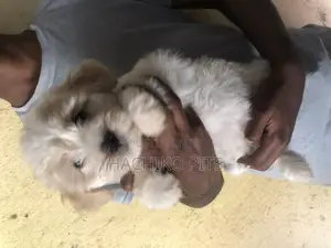 Photo - 1-3 months Male Purebred Maltese