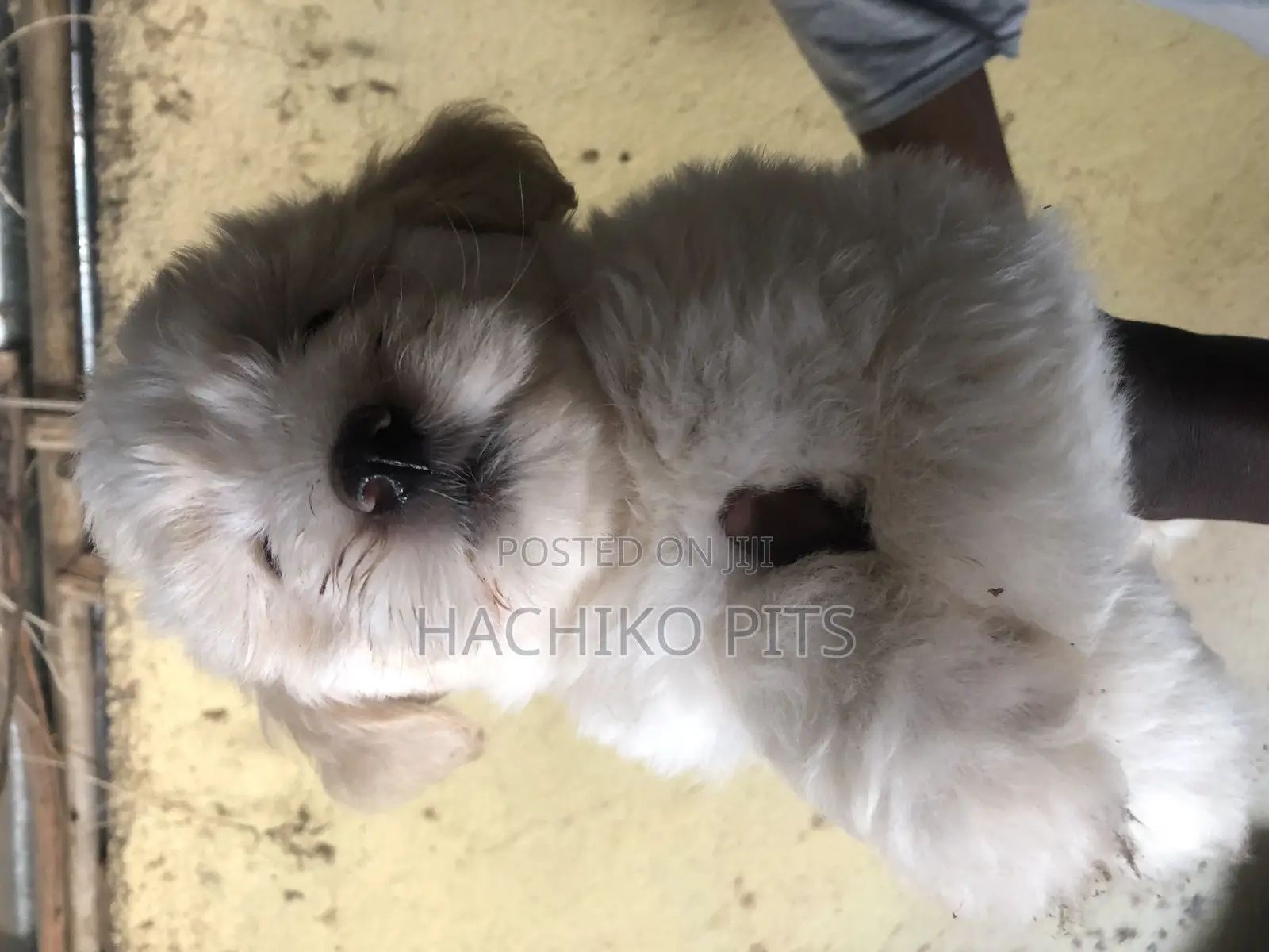 1-3 months Male Purebred Maltese