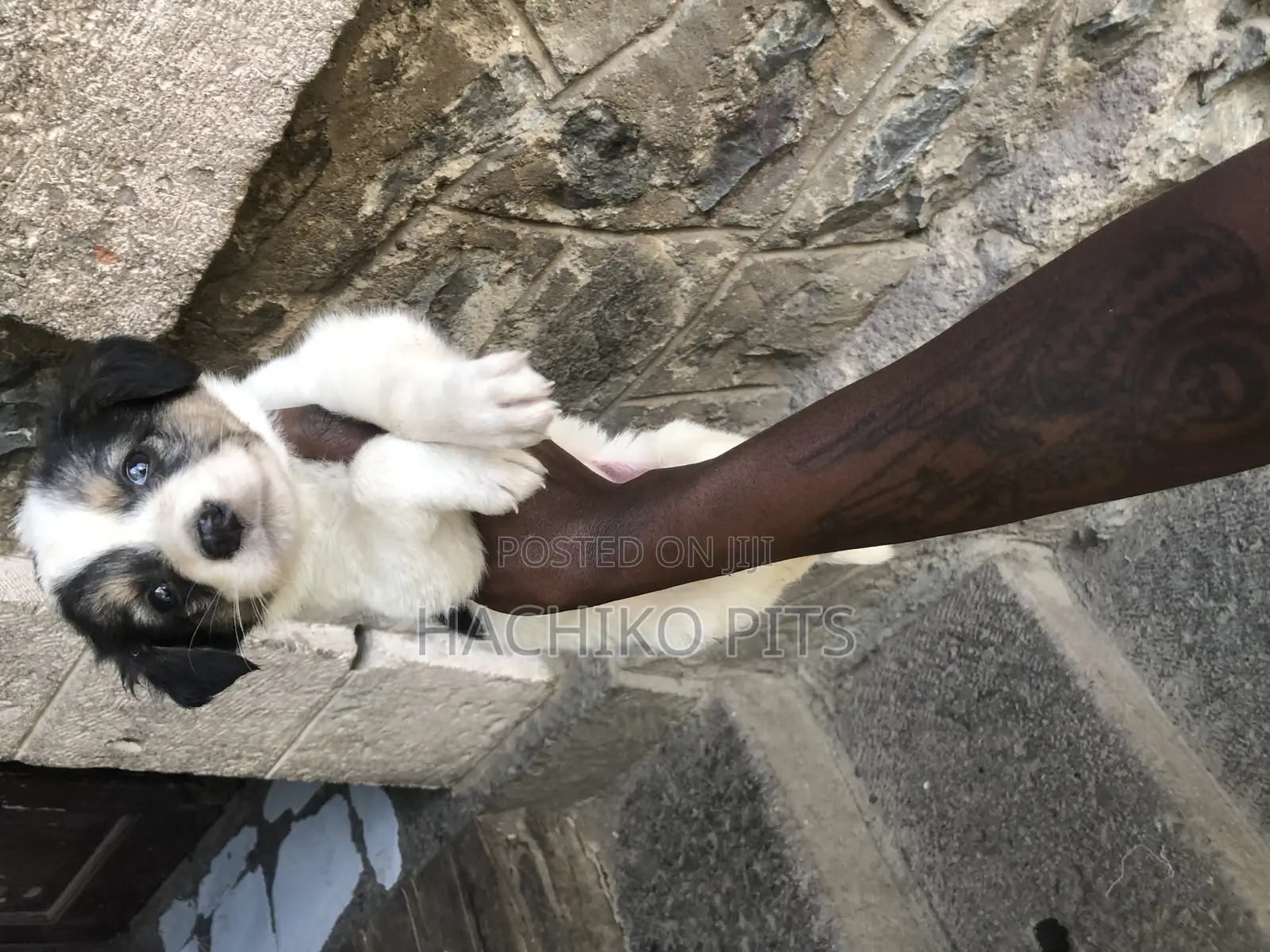 1-3 months Male Purebred Maltese