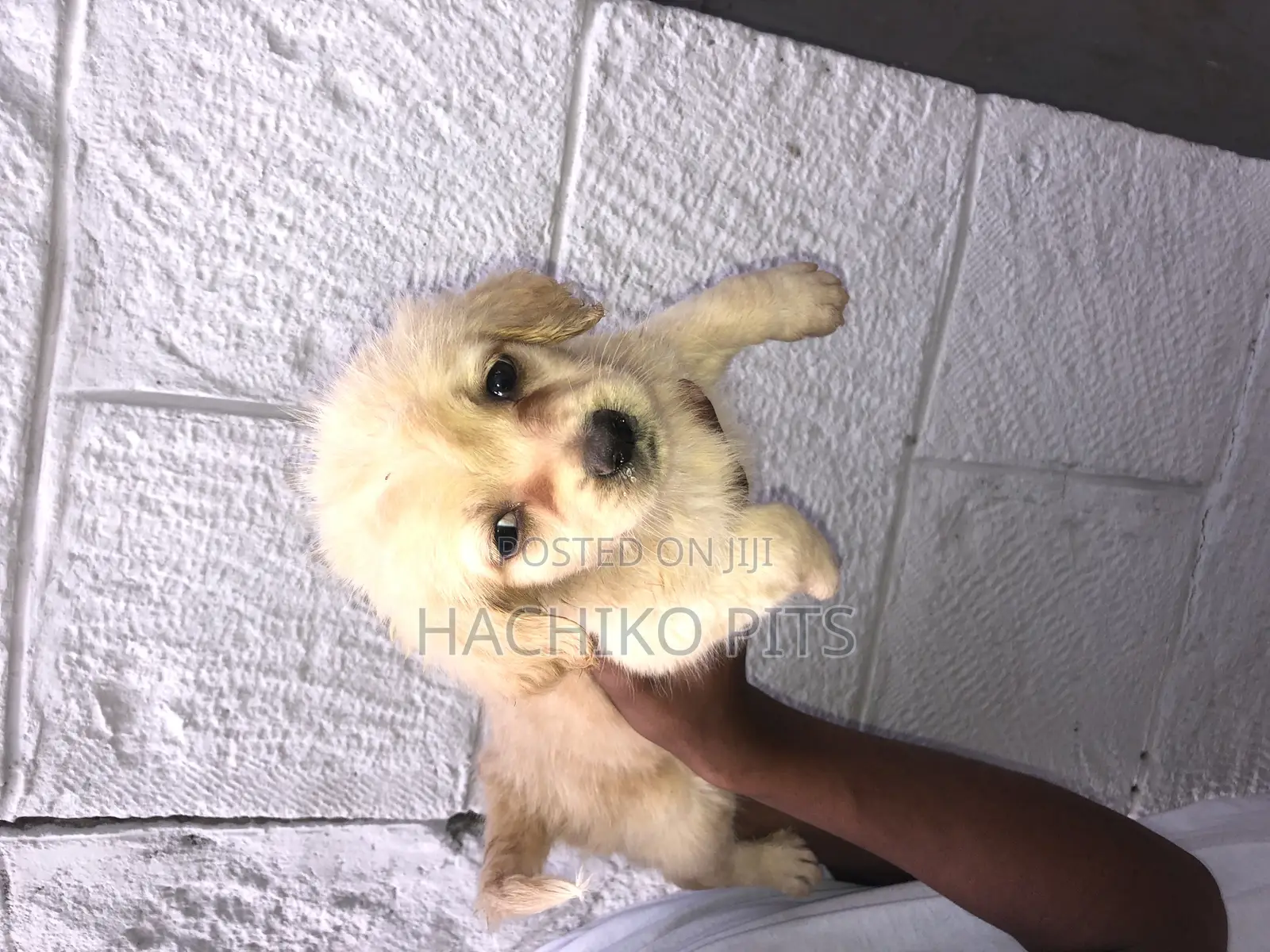 1-3 months Male Purebred Maltese