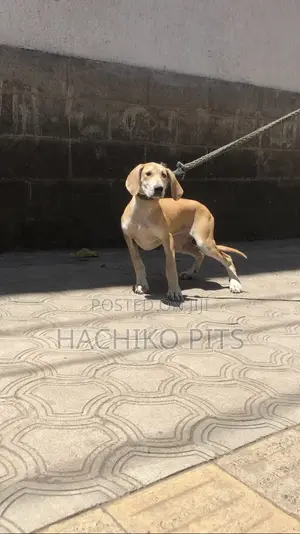 Photo - 3-6 months Male Purebred Great Dane