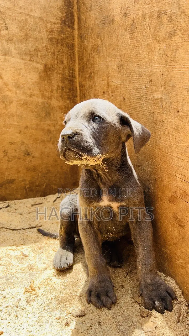 1-3 months Male Purebred American Pit Bull Terrier