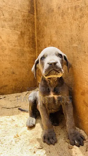 1-3 months Male Purebred American Pit Bull Terrier