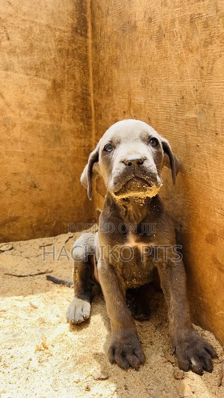 1-3 months Male Purebred American Pit Bull Terrier