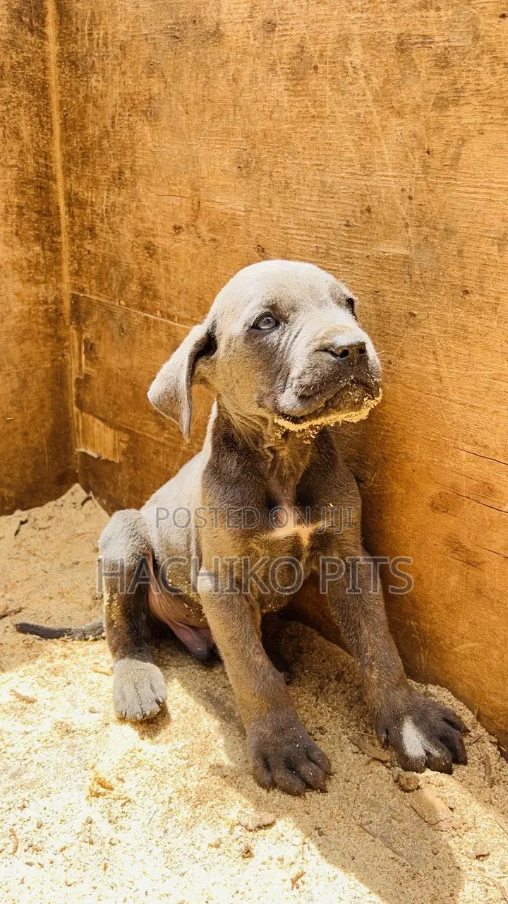 3-6 months Male Purebred American Pit Bull Terrier