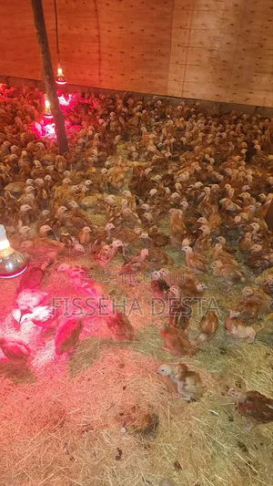 Chicken for Sell