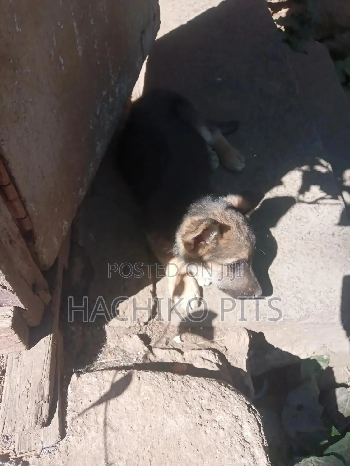 1-3 months Male Purebred German Shepherd