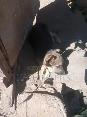 Photo - 1-3 months Male Purebred German Shepherd