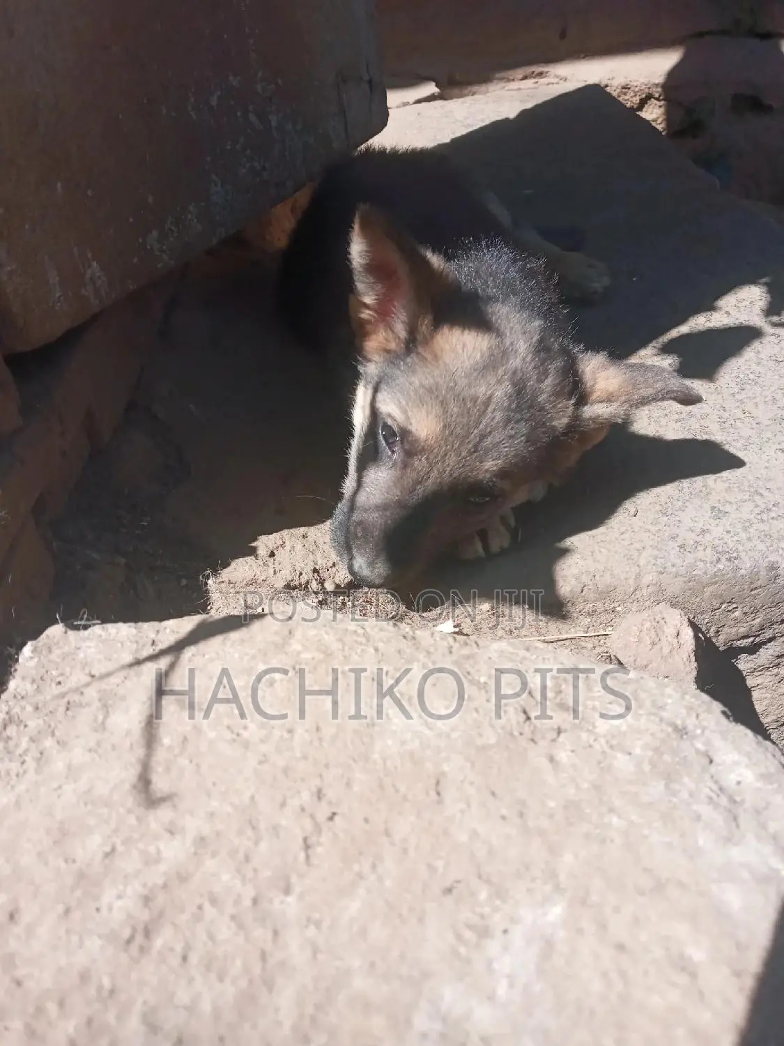 1-3 months Male Purebred German Shepherd