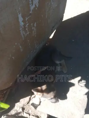 1-3 months Male Purebred German Shepherd