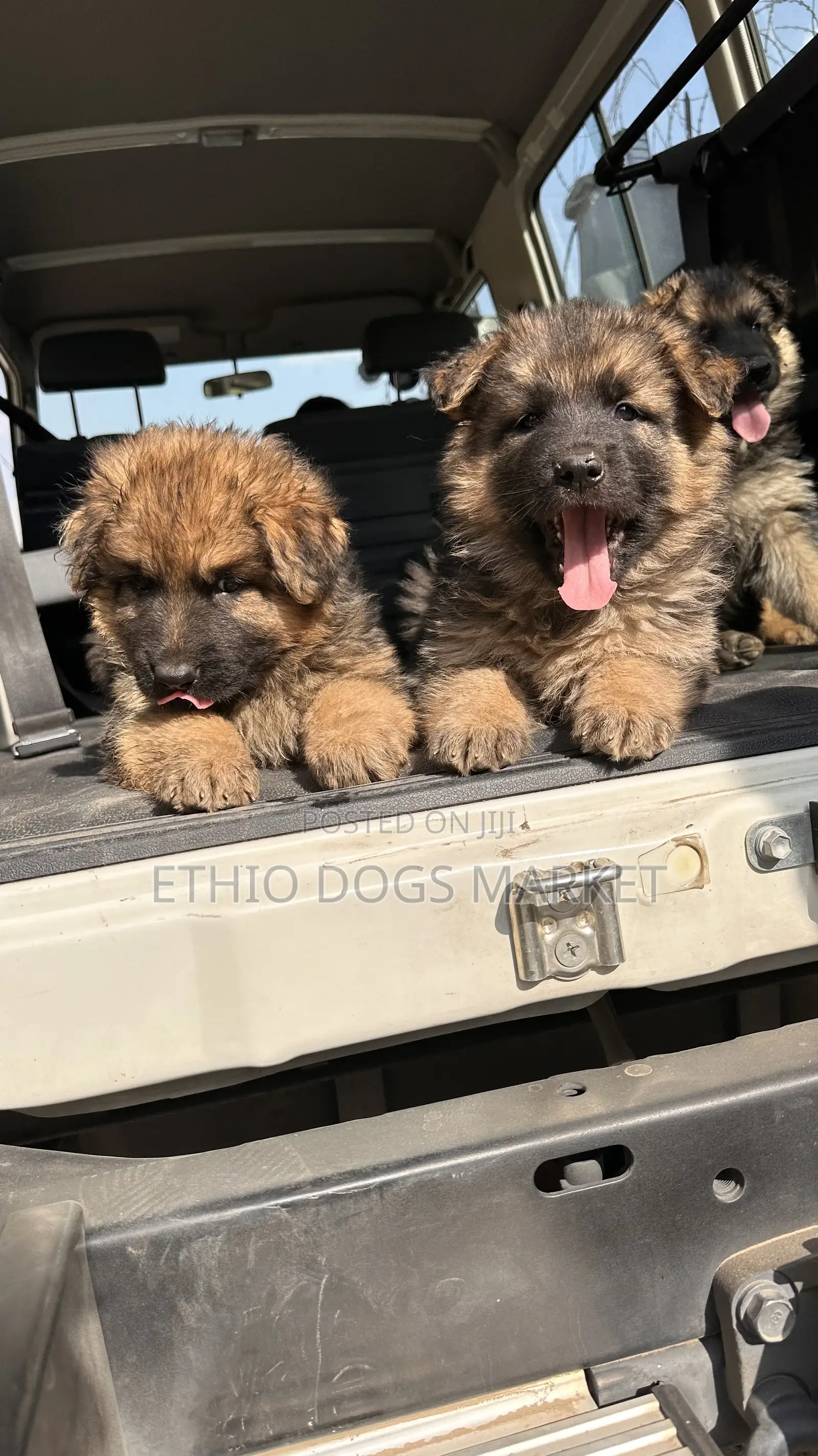 1-3 months Male Purebred German Shepherd