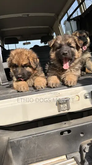 1-3 months Male Purebred German Shepherd