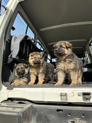 1-3 months Male Purebred German Shepherd