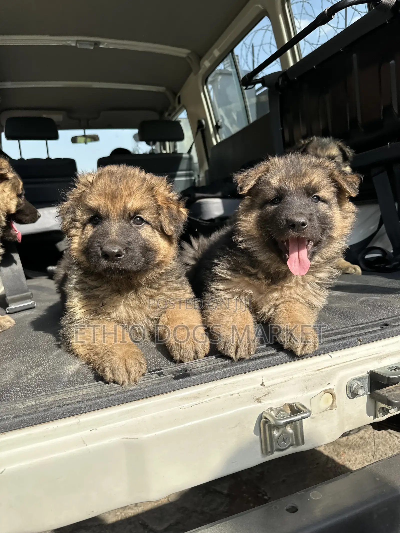 1-3 months Male Purebred German Shepherd