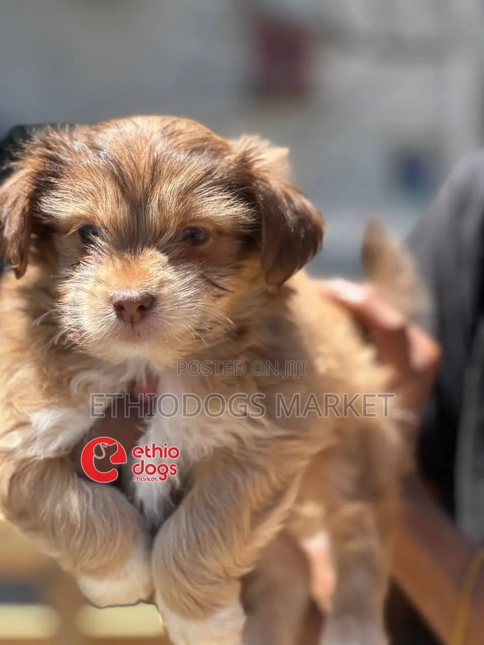 1-3 months Male Mixed Breed Shih Tzu