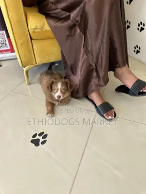 1-3 months Male Mixed Breed Shih Tzu