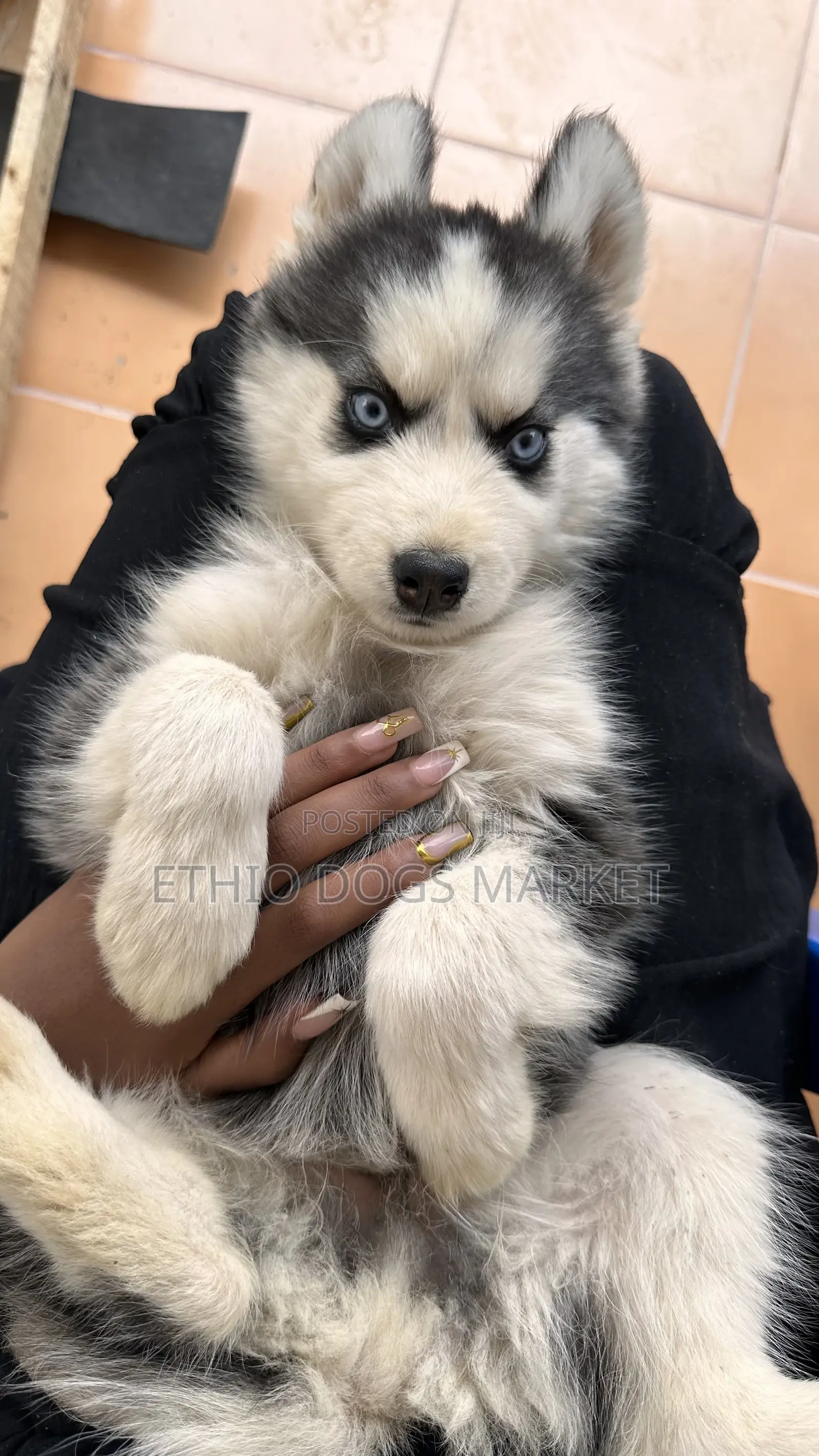 1-3 months Female Purebred Siberian Husky