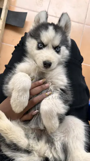 1-3 months Female Purebred Siberian Husky