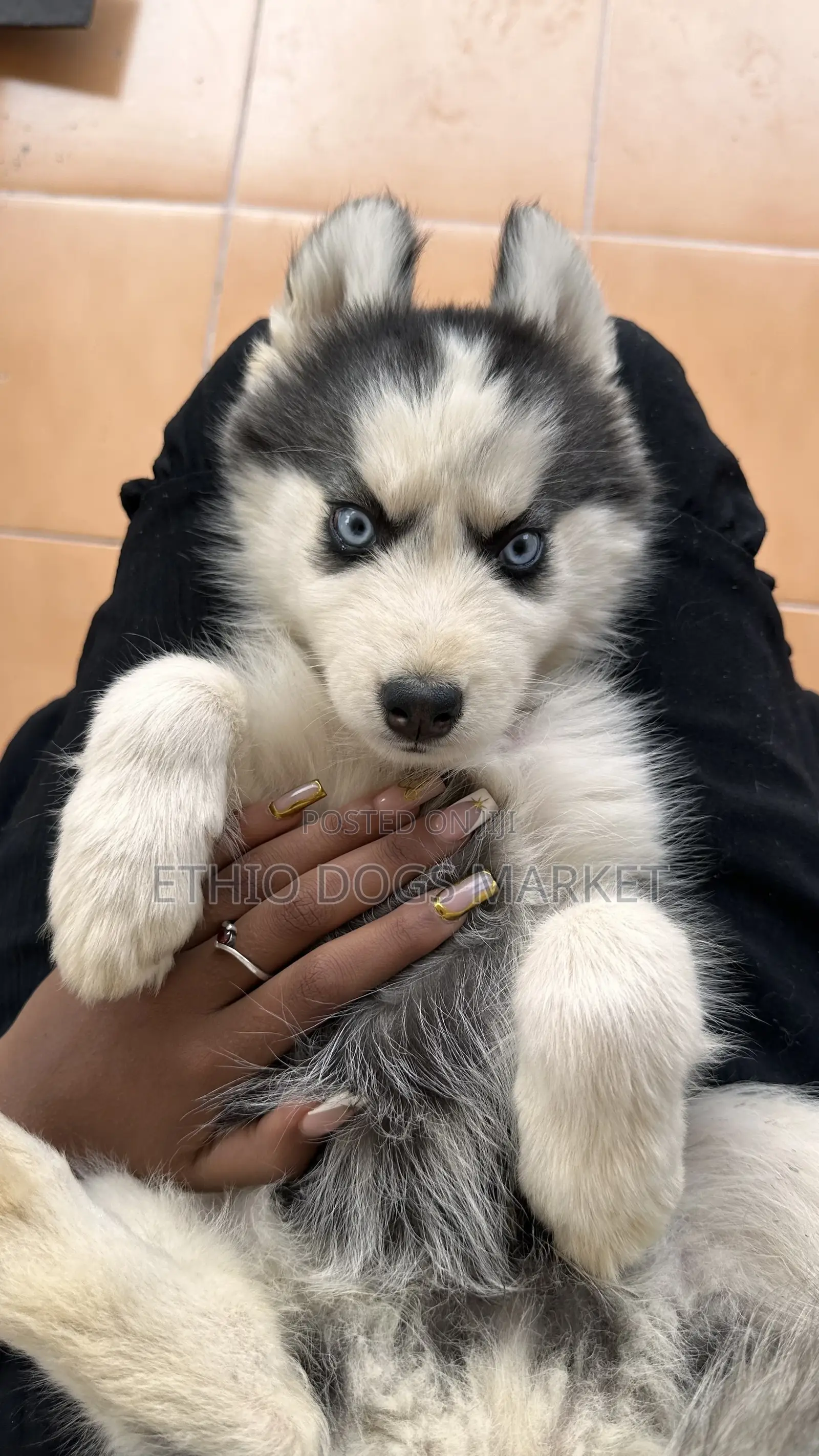 1-3 months Female Purebred Siberian Husky