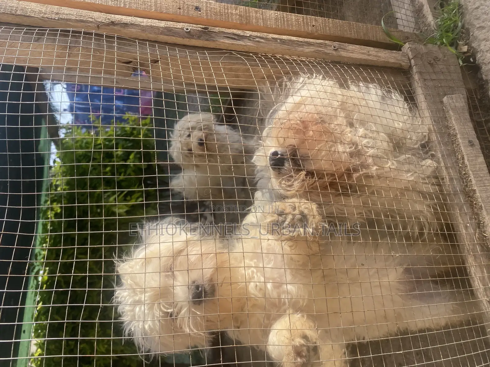 1-3 months Male Purebred Maltese