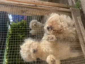 1-3 months Male Purebred Maltese