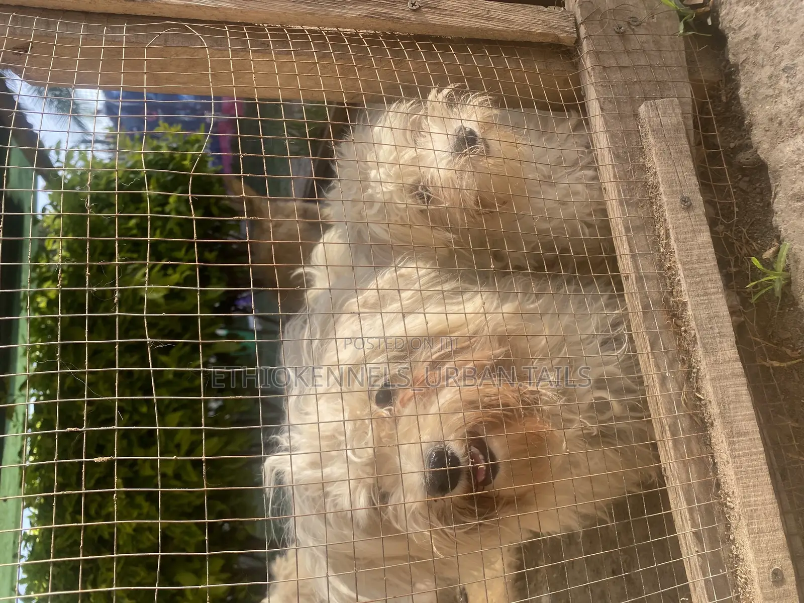 1-3 months Male Purebred Maltese