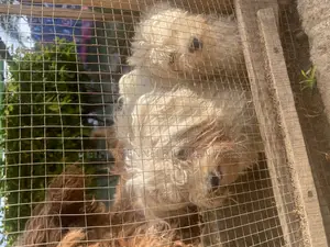 1-3 months Male Purebred Maltese