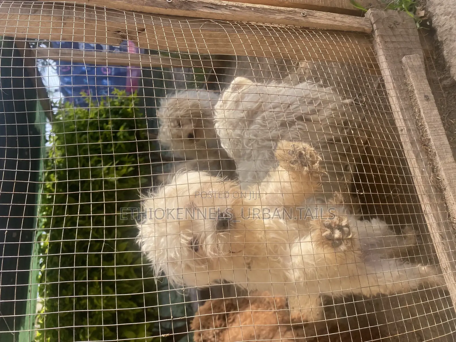 1-3 months Male Purebred Maltese