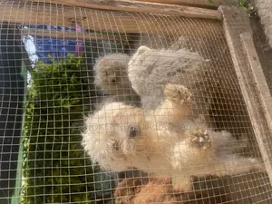 Photo - 1-3 months Male Purebred Maltese