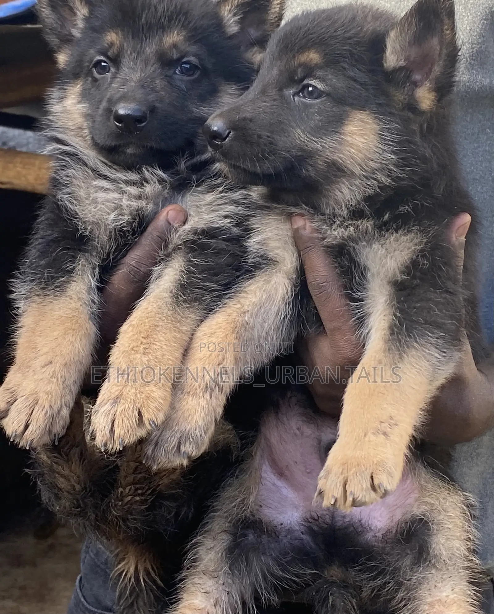 1-3 months Male Purebred Maltese