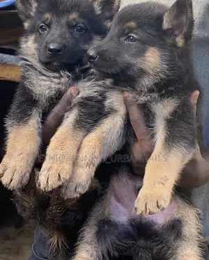 Photo - 1-3 months Male Purebred Maltese