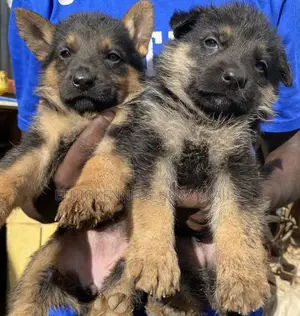 1-3 months Male Purebred Maltese