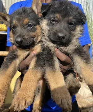 1-3 months Male Purebred Maltese