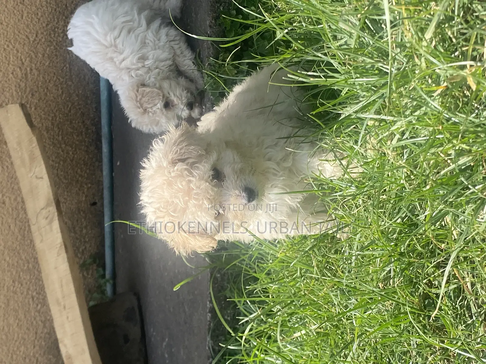 1-3 months Male Purebred Maltese