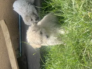 Photo - 1-3 months Male Purebred Maltese