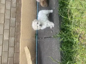 1-3 months Male Purebred Maltese