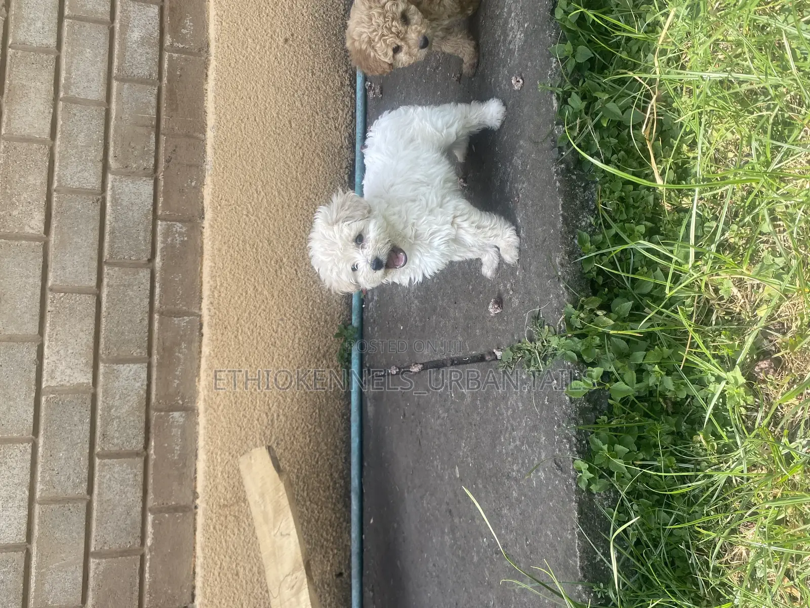 1-3 months Male Purebred Maltese