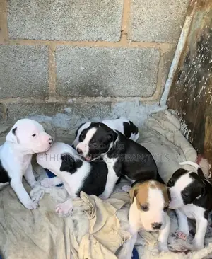 1-3 months Male Purebred American Pit Bull Terrier