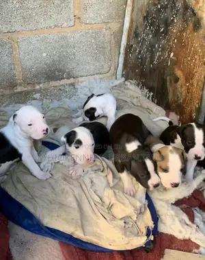 1-3 months Male Purebred American Pit Bull Terrier