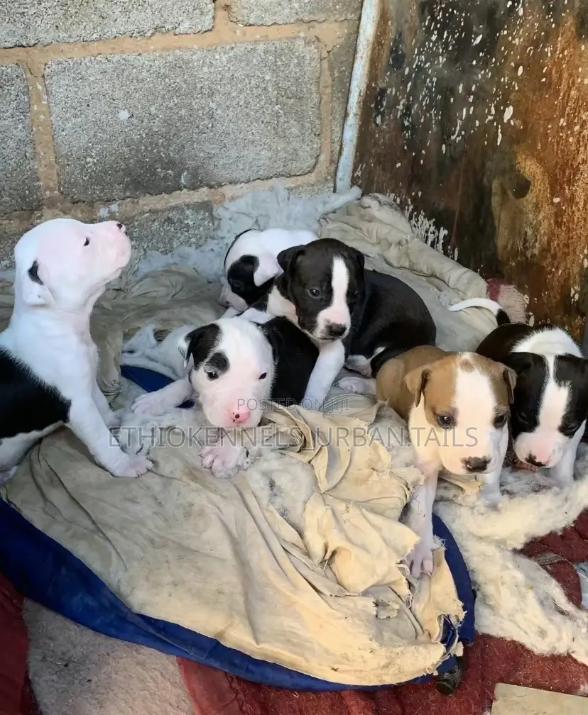 1-3 months Male Purebred American Pit Bull Terrier