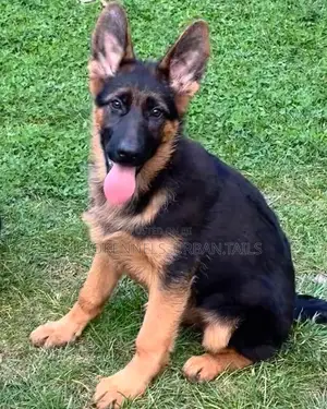 Photo - 3-6 months Male Purebred German Shepherd