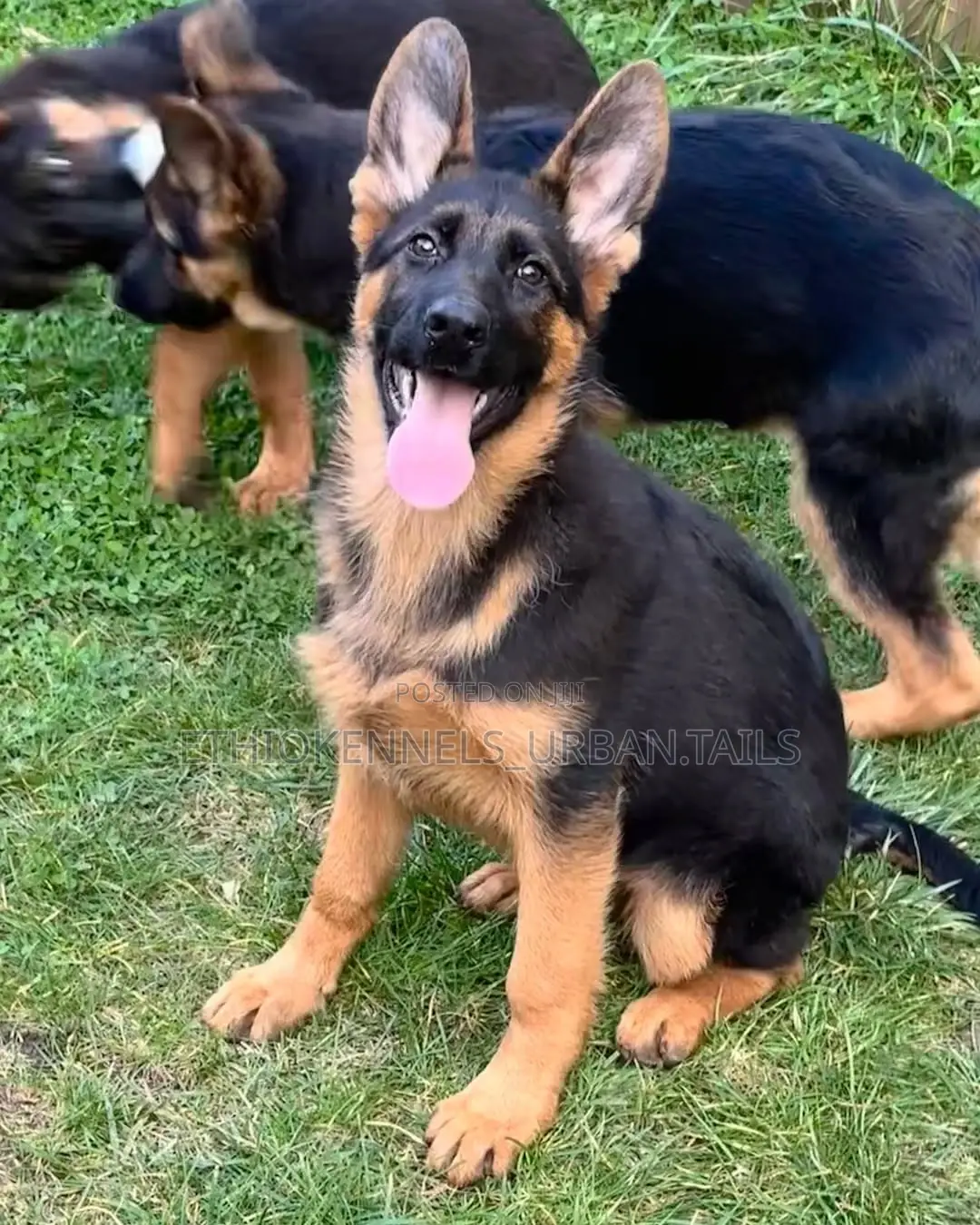 3-6 months Male Purebred German Shepherd