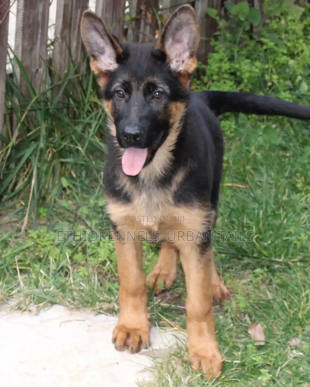 3-6 months Male Purebred German Shepherd