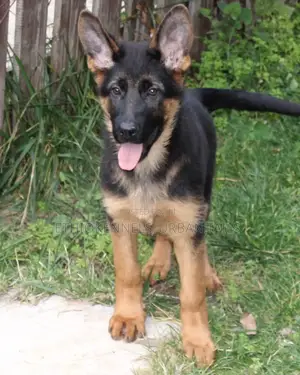 3-6 months Male Purebred German Shepherd