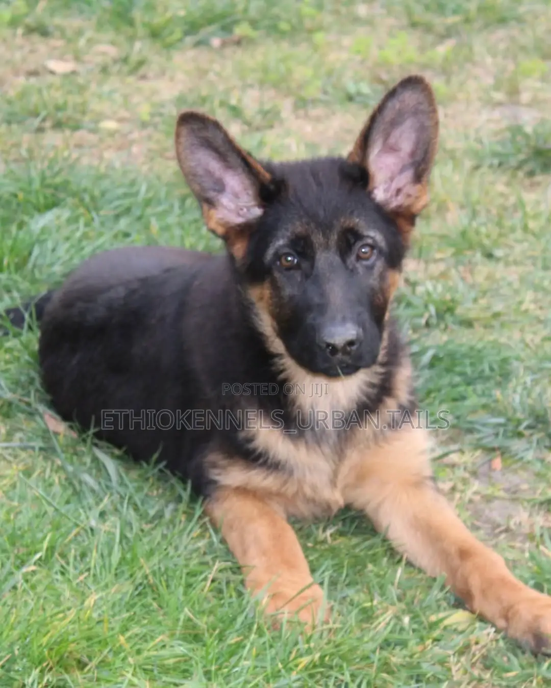 3-6 months Male Purebred German Shepherd