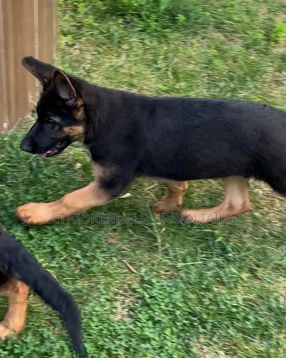 3-6 months Male Purebred German Shepherd