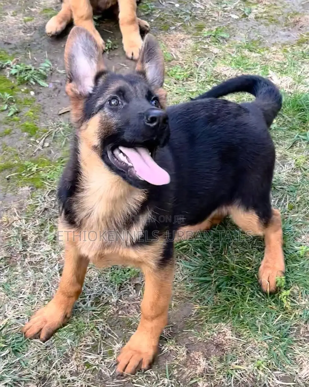 3-6 months Male Purebred German Shepherd