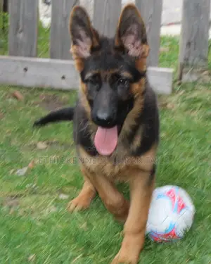 3-6 months Male Purebred German Shepherd