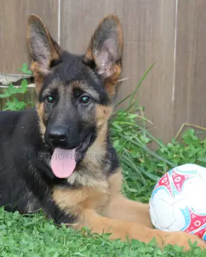 3-6 months Male Purebred German Shepherd